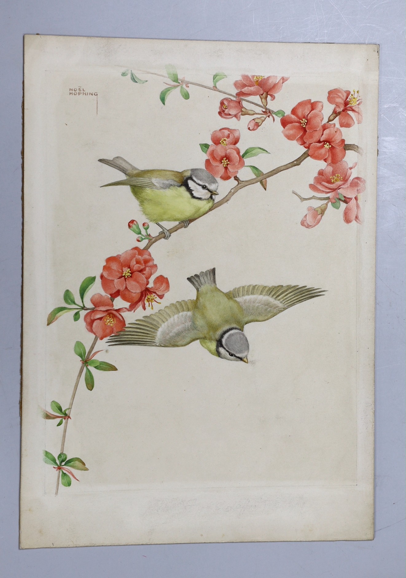 Noel Hopking c.1942, watercolour, 'Blue tits on Japonica', 27 x 19cm